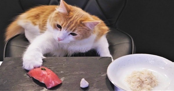 Luckiest Cats in the Entire World Enjoy Gourmet Sushi Expertly Prepared by Chef Owner
