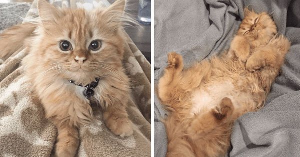 Since They Brought This Kitty Home From A Shelter, This Cat Can’t Stop Smiling
