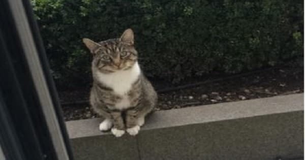 Neighbor Cat Politely And Patiently Waits Outside Everyday To Play With His BFF