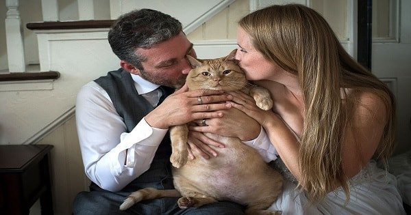 Here Comes the Bride And – A Hefty 35-Lb Cat