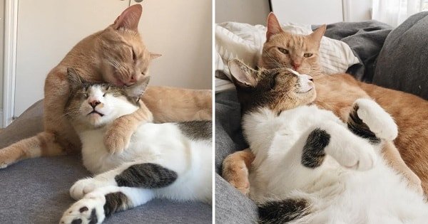 These Two Rescued Cats Just Can’t Stop Hugging Each Other!