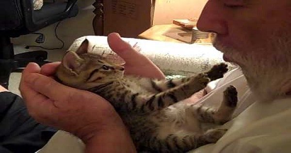 Libby The Kitten’s Adorable Reaction When She Gets Her Tummy Kissed …