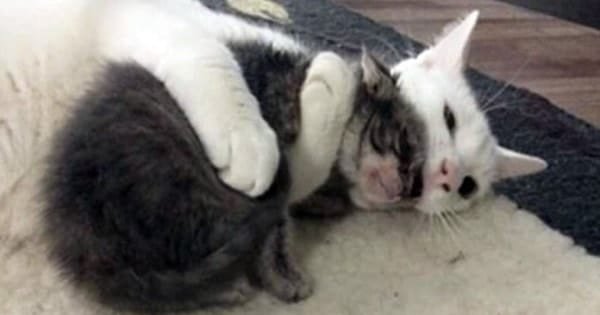 This Cat Hugs Every Orphaned Kittens His Mom Brings ….