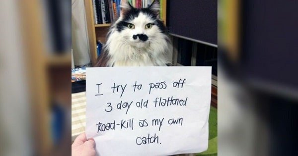 23 Cat Shamings All Cat Owners Will Totally Understand