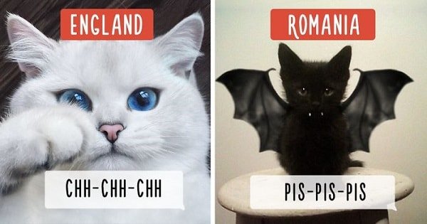 10+ Ways People In Different Countries Call Their Cats