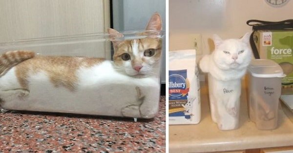 20+ Times Cats Declared: “If It Fits, I Sits” And Proved Themselves Right