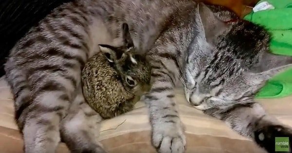 This Adorable Rescued Baby Bunny Shares Incredible Bond With The Family Cat!