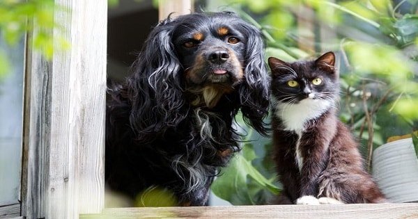 8 Common Household Items That Are Toxic To Pets