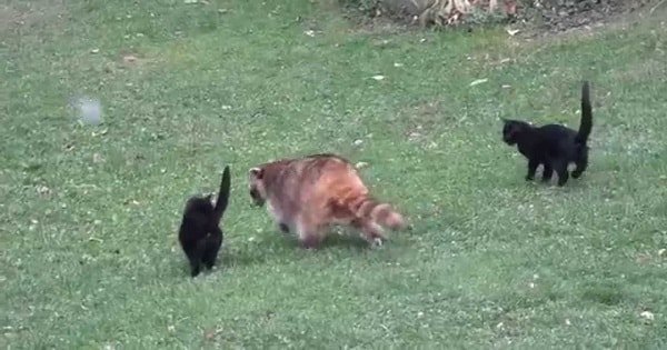 Blind Raccoon Visited This Yard Every Day For Years. One Day, He Brought Some Friends Along