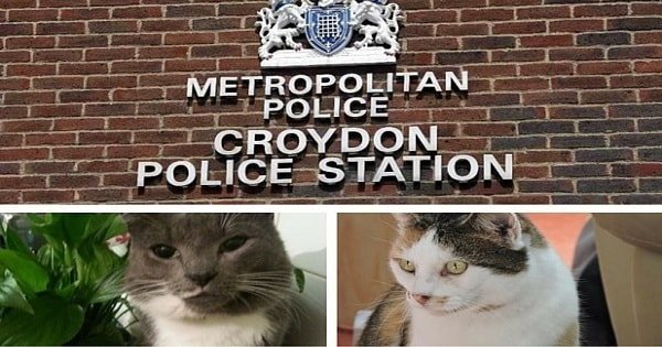 Physical Description Finally Issued Of Croydon Cat Killer – And He Sounds Like A Real Creep!