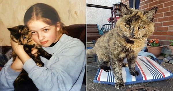 Cat Named Sasha May Very Well Be The World’s Oldest Cat At …