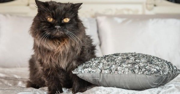 Could Teddy, This Cat In Australia – Now Be The World’s Oldest Cat?