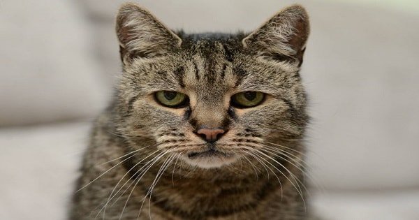 Nutmeg, The World’s Oldest Cat, Sadly, Has Crossed Over …