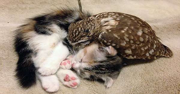 Endearing Friendship Between A Kitten And A Littke Owlet!