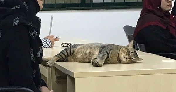 Cat Just Walks Into Malaysian University Classroom And Falls Asleep Due To The Boring …