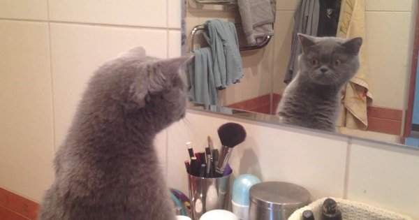 Cat Admires Himself in the Mirror!