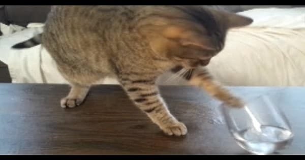 Video Clip Perfectly Sums Up How Your Cat Feels About Your Stuff!