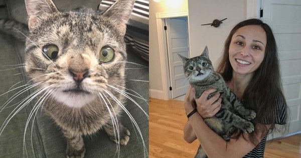 Cat Who Has Chromosomal Abnormality Has Luckily Found The Perfect …