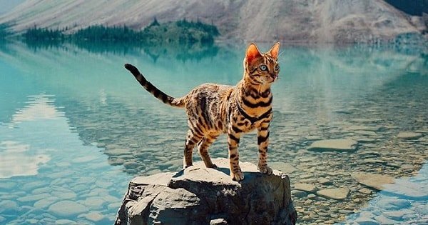 This Is Suki, The Traveling Cat Who Lives A Better Life Than You Do!