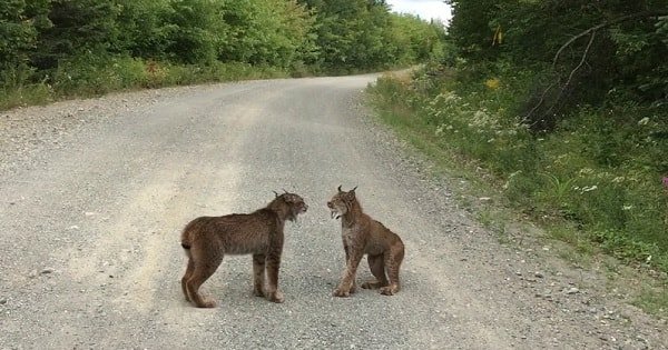 Two Lynxes Stop Traffic in Maine Just to Bicker Like Some Married Couple!