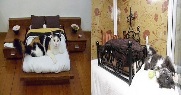 10+ Cat Luxuries You’ve A Probably Never Thought Of …