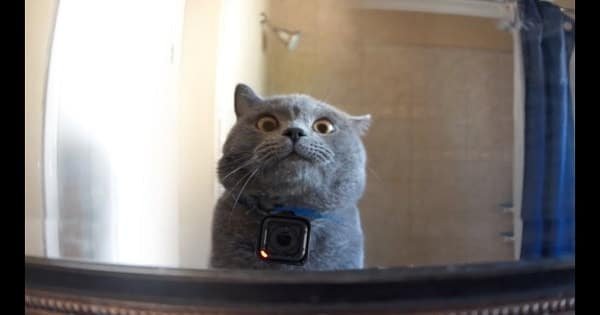 GoPro on a Cat Left Home Alone!