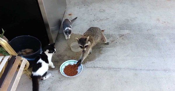Very Naughty Raccoon Steals Cat Food and Runs Away Like Little Human!