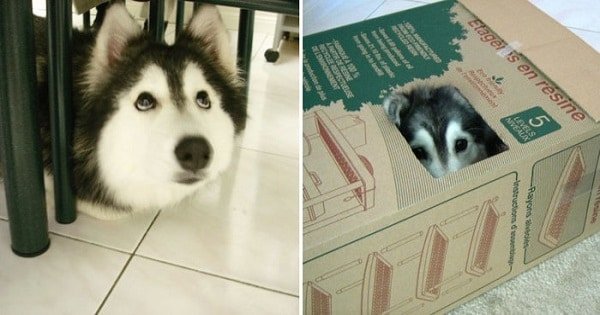 Amazing And Adorable Pictures Of A Husky Who Identified As A Cat!