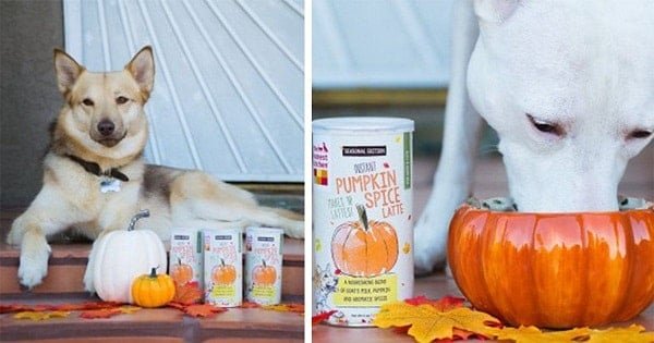 Pumpkin Spice Lattes For Cats And Dogs – Is A Thing Now!