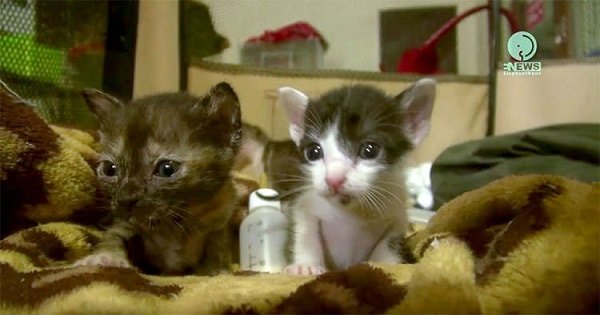 Tiny Rescue Kittens And Baby Squirrel Finally Get All The Love That …