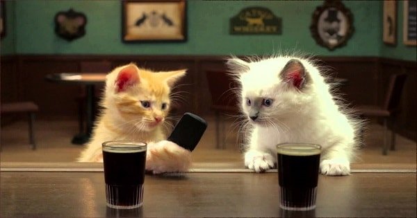 Two Irish Kittens Share a Guinness In Jake O’Connor’s “Yarn”