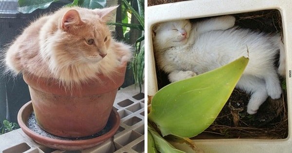 10+ Images Of ‘Cat-Being-Plants Moments’