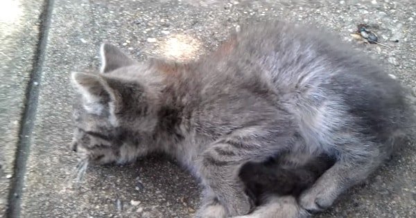 This Poor Kitten Was Left Behind To Die Until …