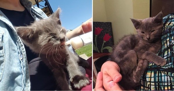 They Were Determined to Bring This Kitten to the Shelter … But They Never Actually Made It There!
