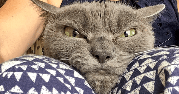 This Might Very Well Be The World’s Angriest Cat – The Reason She’s Angry Will Break Your Heart!