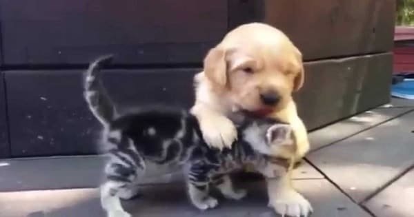 This Kitten Loves His New Friend – A Golden Retriever Puppy!