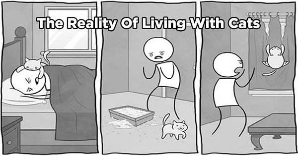 12 Hilarious Comics Which Reveal The Reality Of Living With Cats!