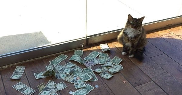 Office Cat ‘Snatches Money’ From People Who Pass By – With The Money Raised Going To …