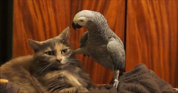 Pet Parrot Annoys Cat to Her Limits But Her Response is EPIC!