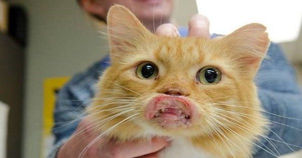 Cat With a Swollen Mouth Literally Walked Up to People in a Restaurant Begging For …