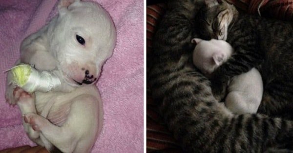 Pit Bull Puppy Rescued And Adopted By Cats After His Mom Tried To Eat Him!