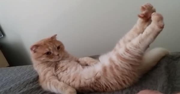 What Happens When You Tickle Your Cats Feet….