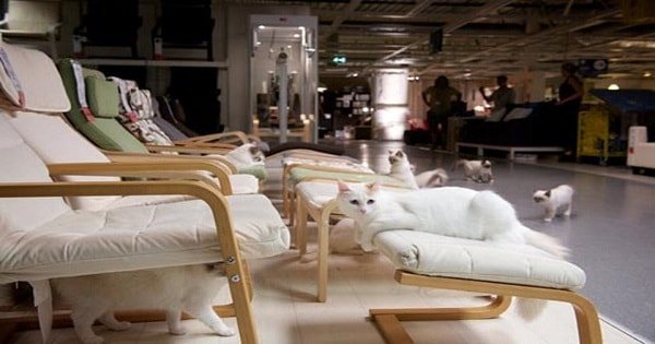 100 House Cats Visited IKEA And You Won’t Believe What They Did To The Store