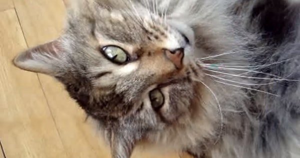 Micmac the Maine Coon Tries to Cheer His Human Up!