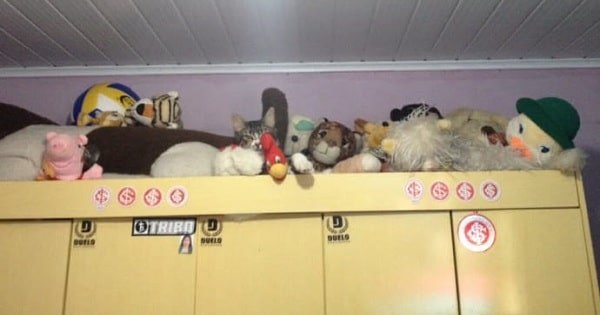 Can You Spot The Hidden Cat In Each Of These Photos?