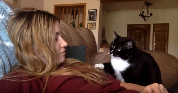 Extremely Polite Cat Asks His Human to Be Petted