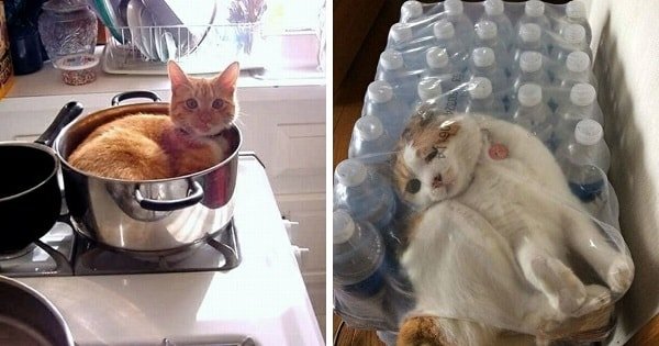 10+ Cats Who Exactly Know How To Gain Attention