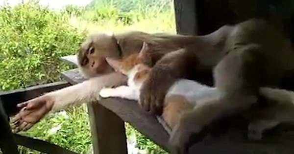 Heartwarming Footage Captures Monkey Cuddling with Abandoned Kitten in Tender Moment