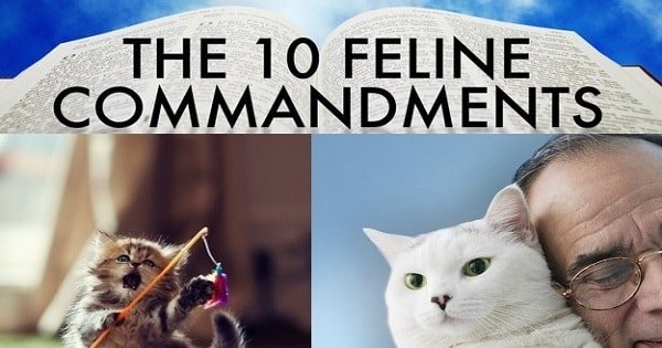 The 10 Cat Commandments!