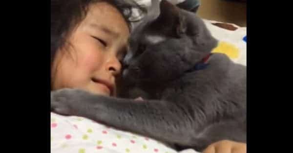 Crying Girl Gets Comforted by the Sweetest Cat Ever!
